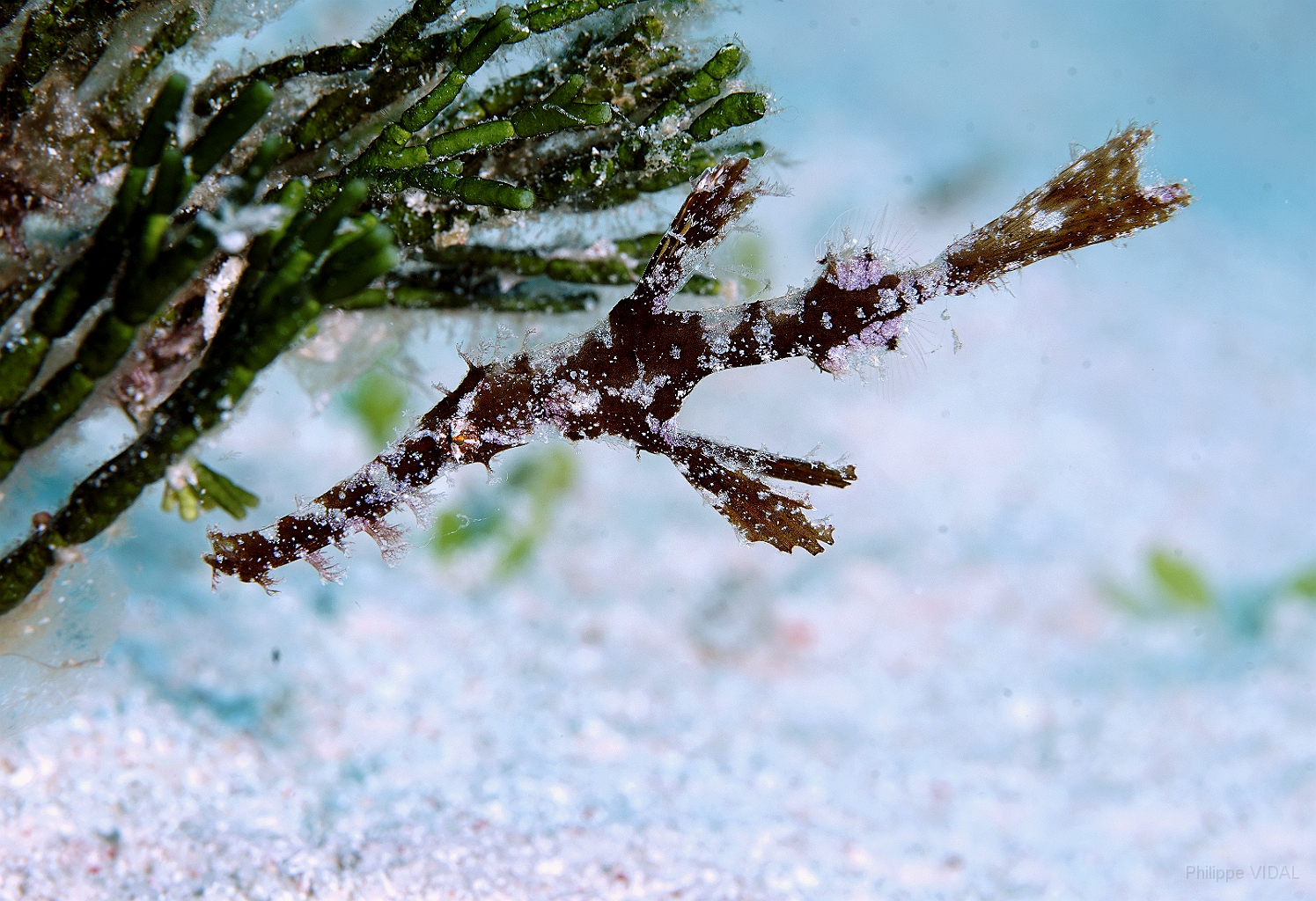 Banda Sea 2018 - DSC06533_rc - Roughsnout ghost pipefish - Solenostomus paegnius.jpg